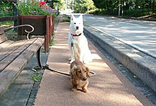 コテージ睦看板犬