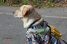 CANINE HILLS看板犬