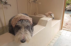 だんだん看板犬