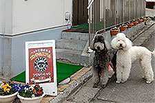 フラットレット草津看板犬