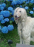 ハートヒルズ看板犬