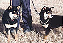 グレイハウンド看板犬