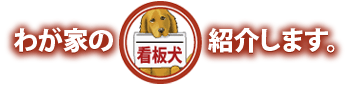 我が家の看板犬を紹介します
