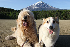 モンターニャ看板犬