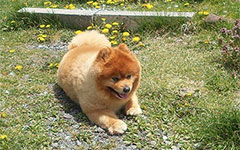 のはらペンション看板犬
