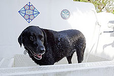 シーガル看板犬