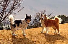 しっぽのおやど看板犬