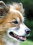 しっぽのおやど看板犬
