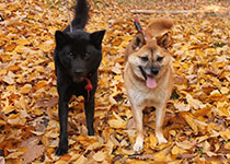 ペンシオーネ美し松看板犬