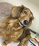 伊豆高原わんわんパラダイスホテル看板犬