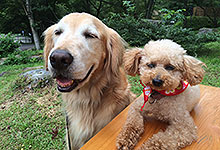 高山わんわんパダライス看板犬
